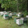 Apiary