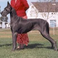 Championship Dog Show