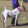 Horses - Saturday