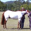 Horses - Sunday