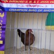 Poultry