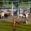 Team Penning - Saturday
