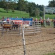 Team Penning - Sunday